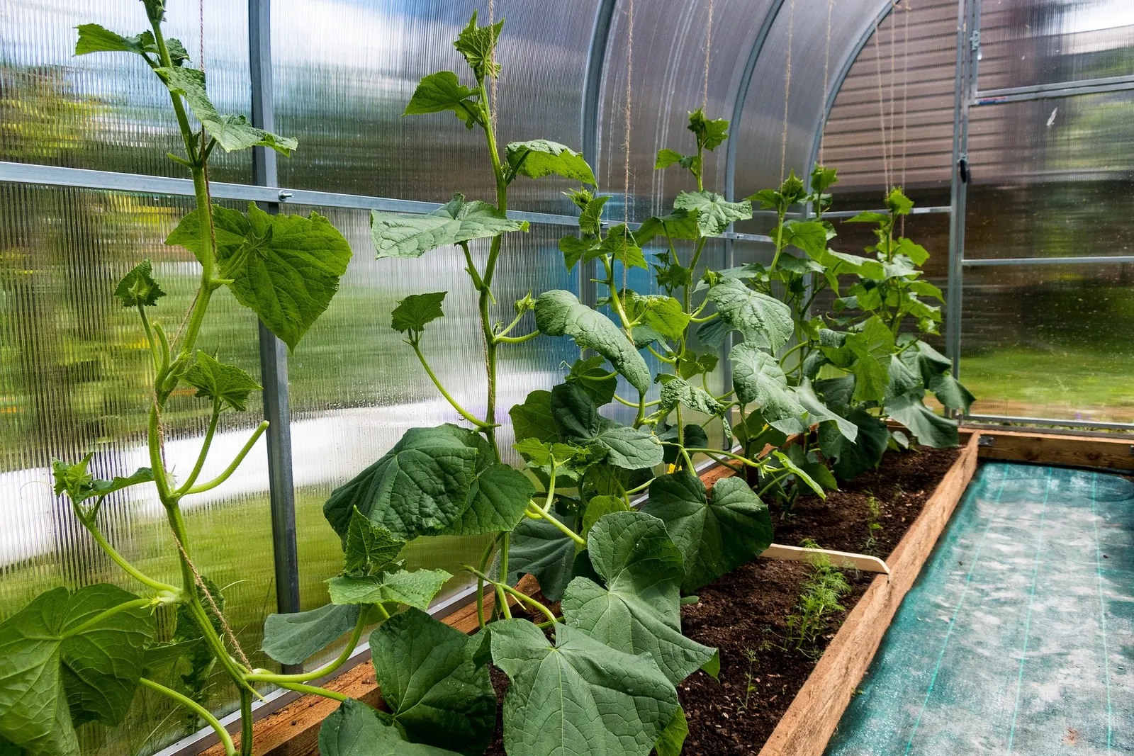 Climbing cucumber plants in a small greenhouse