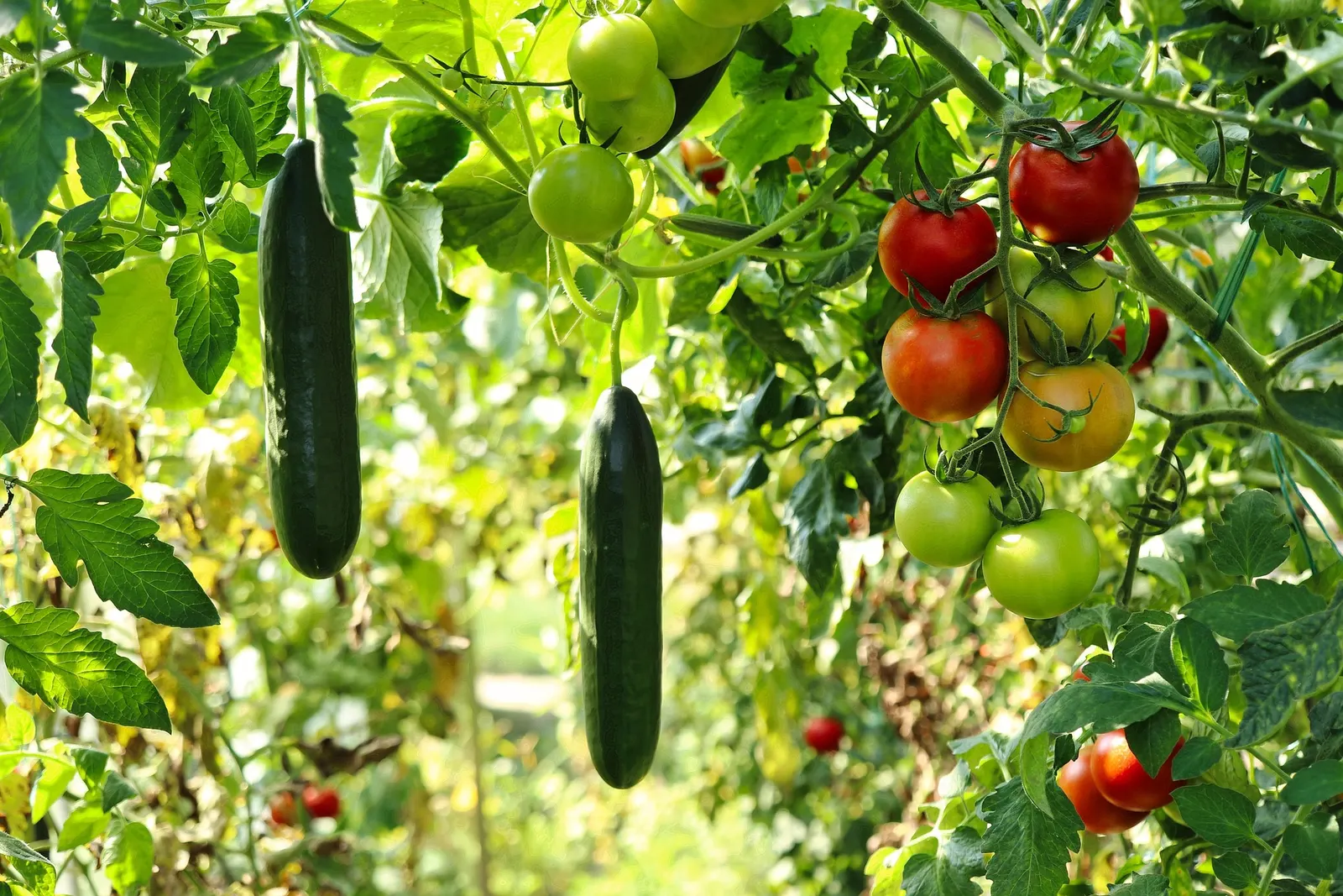 Cucumbers and tomatoes hanging from plants in a greenhouse