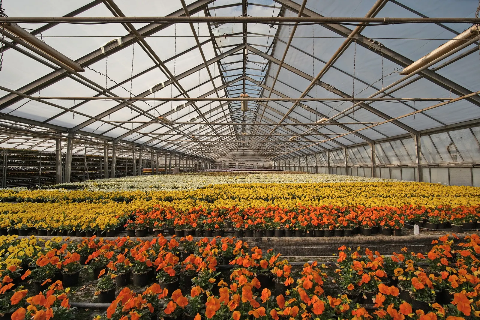 A large glasshouse with long rows of orange and yellow flowering plants under the roof structure