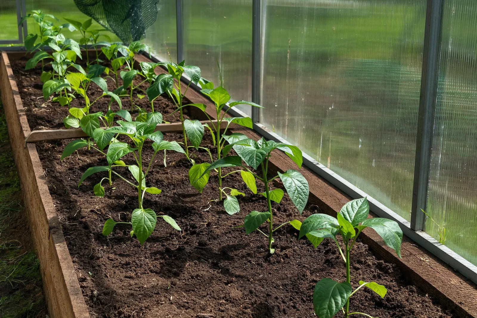 Young pepper plants in a greenhouse bed