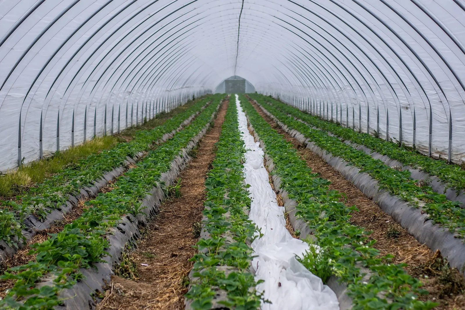 Strawberry rows under a plastic tunnel