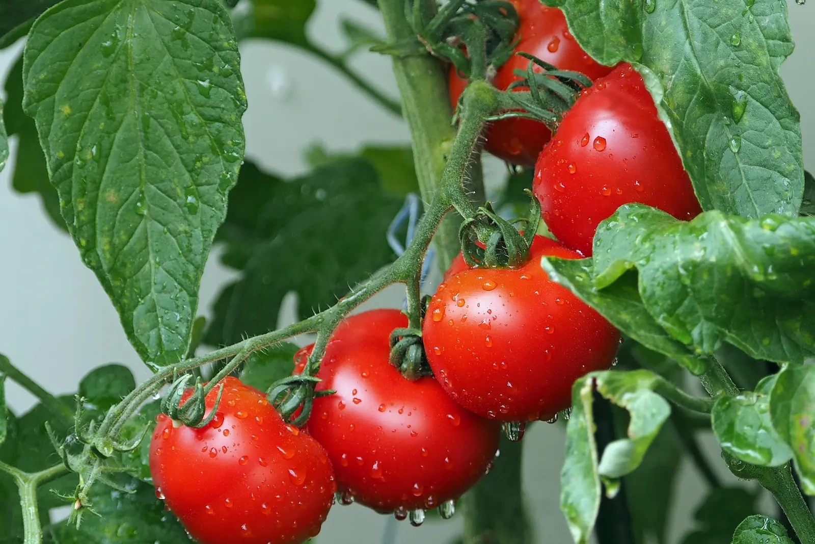 Ripe tomatoes on the vine with water droplets