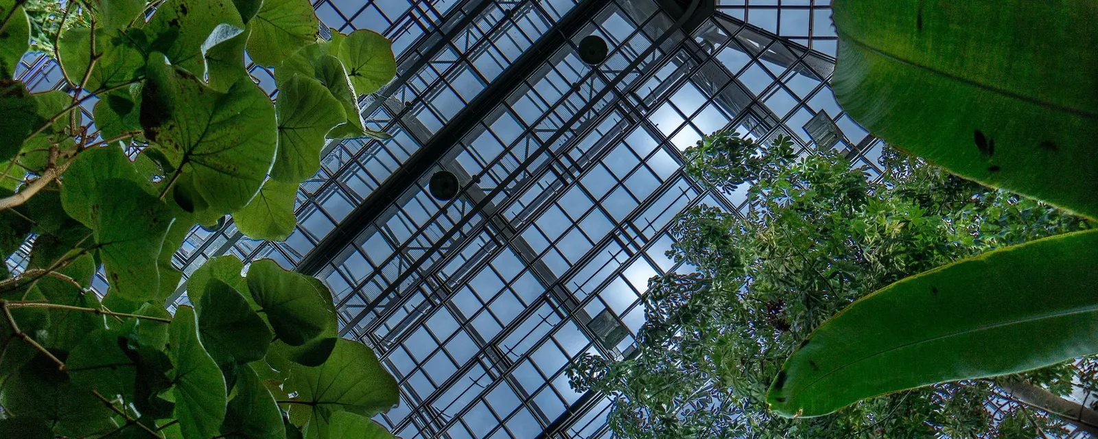 Looking up through a greenhouse glass roof between leaves
