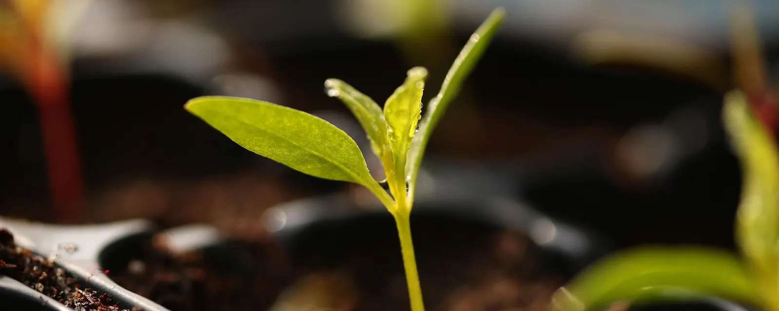 A young seedling growing in substrate