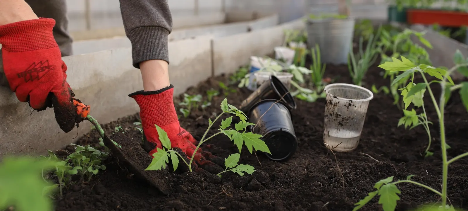 Gloved hands planting a young tomato plant